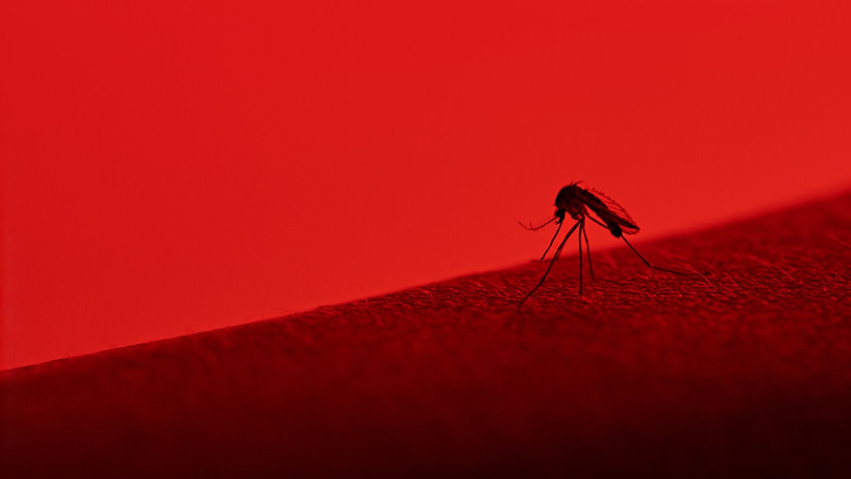 Dengue mosquito