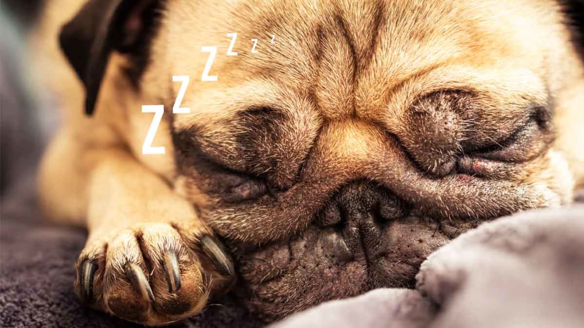 snoring pug