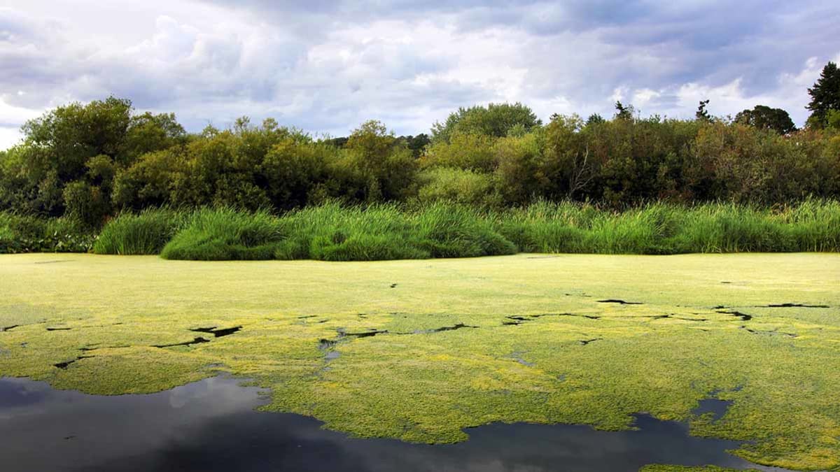 green algae