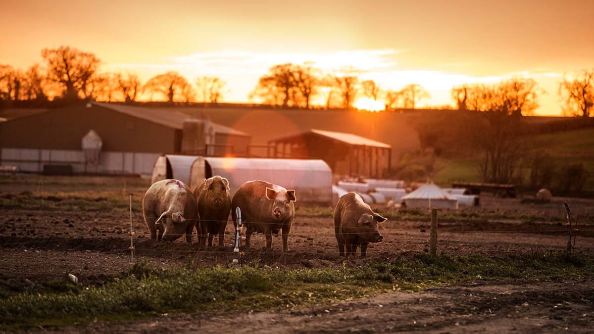 Farm