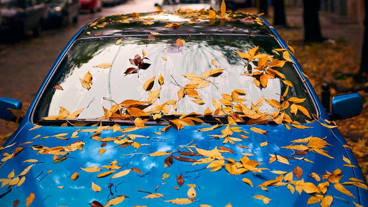 Leaves on the front of a car