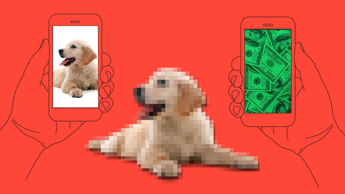 puppy fraud