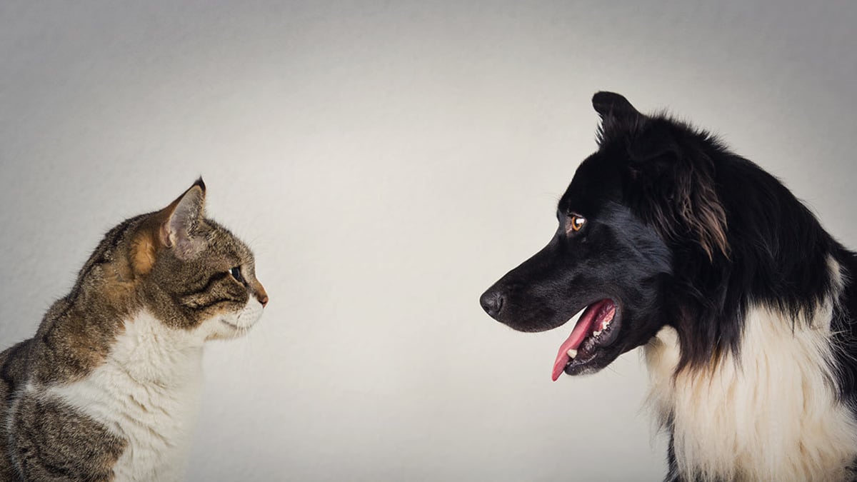 cat and dog