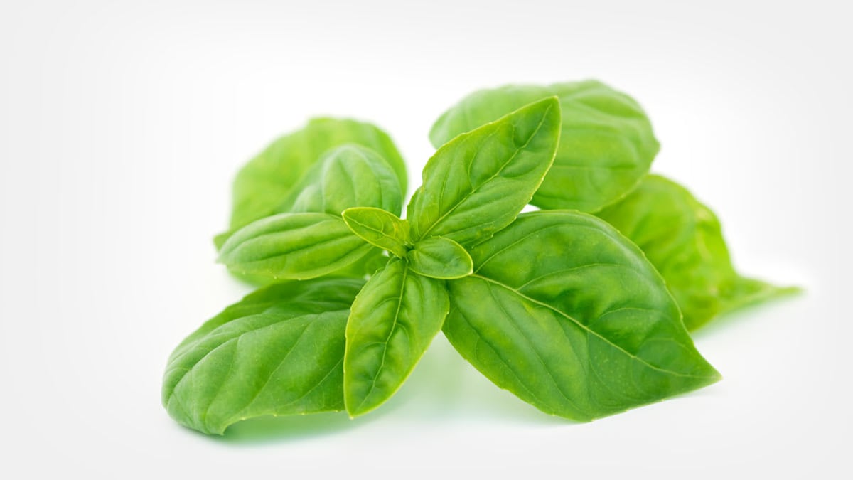 basil
