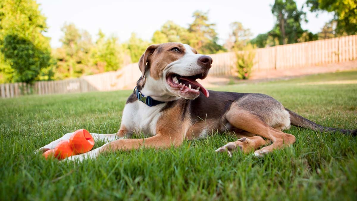 Dog in backyard