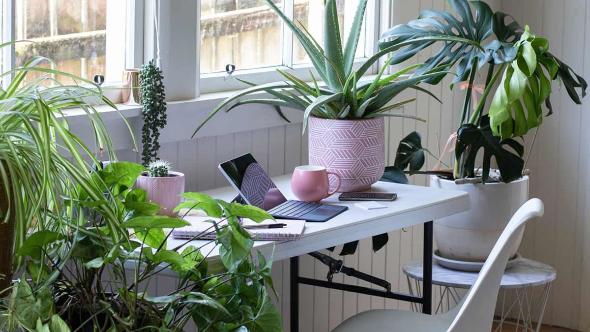 Plants sitting around an at home office