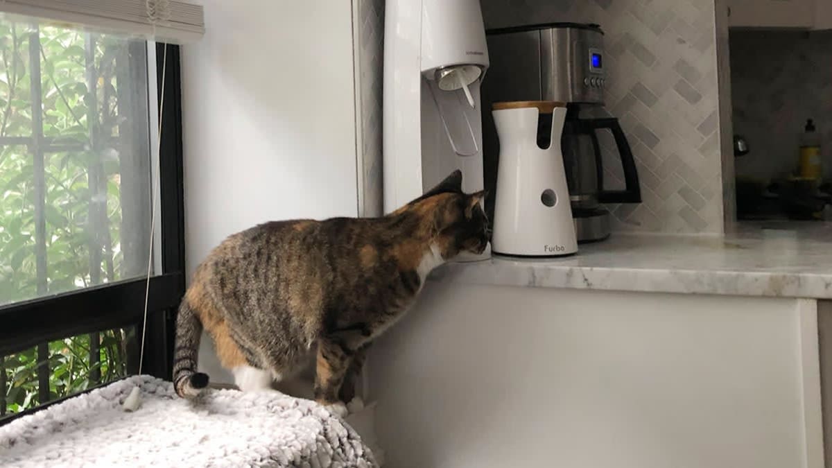 Frannie the cat checking out the Furbo pet cam.