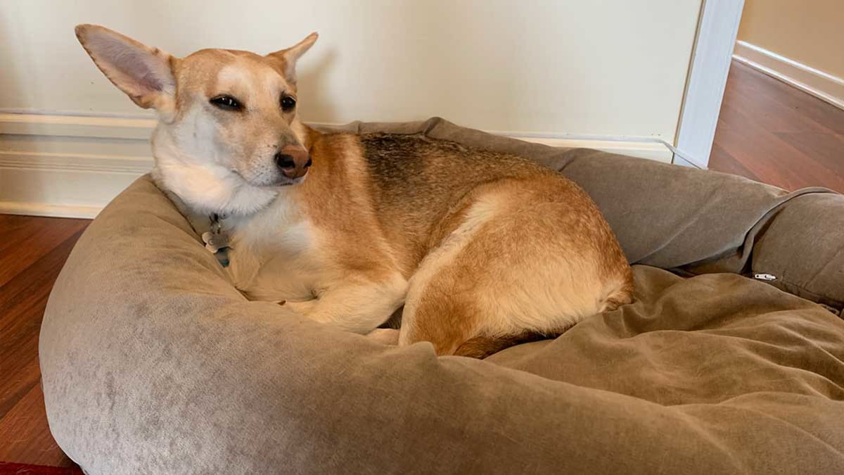 How to Find the Best Dog Bed Consumer Reports