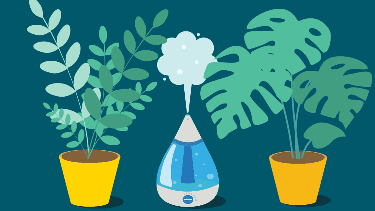 What is the best humidifier for houseplants?