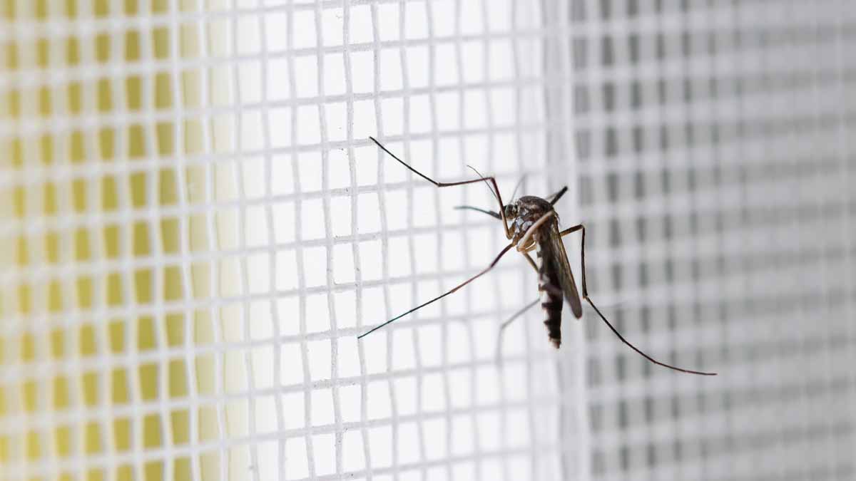 How to Get Rid of Mosquitoes - Consumer Reports