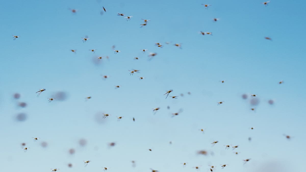 A swarm of mosquitos