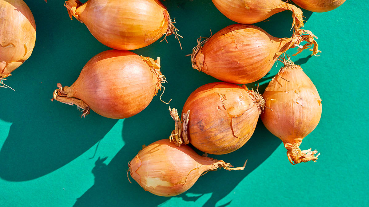 onions on a blue background