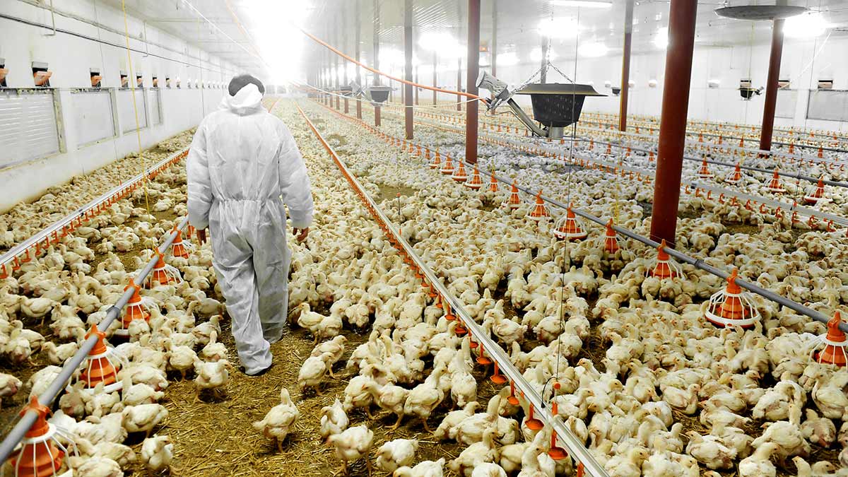 Chicken farm with thousands of chickens and a farm worker.