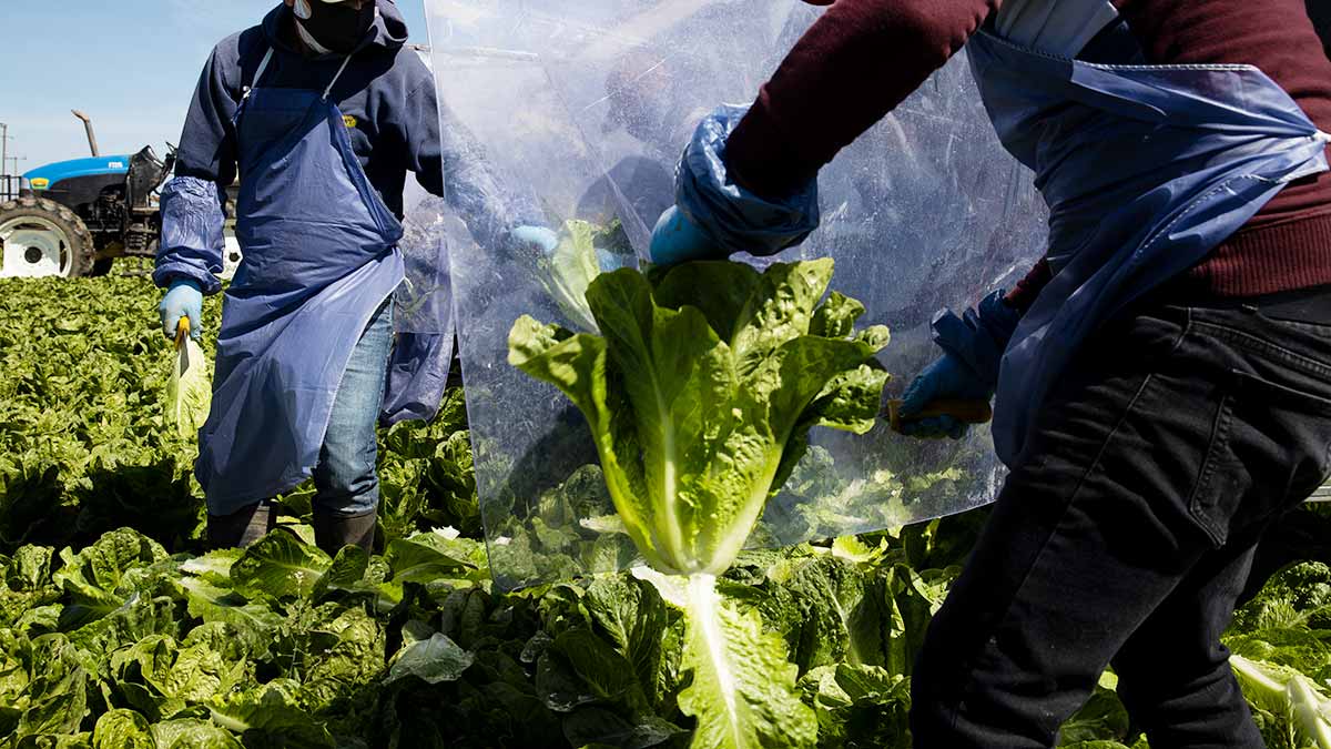 Farm workers harvesting lettuce.