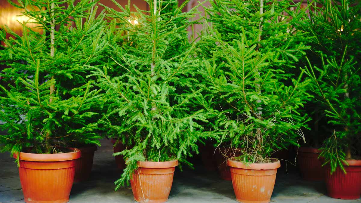 christmas trees in planters