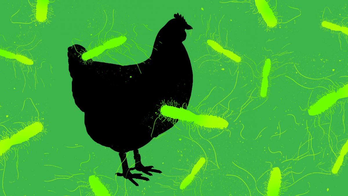 illustration of chicken with salmonella bacteria in background