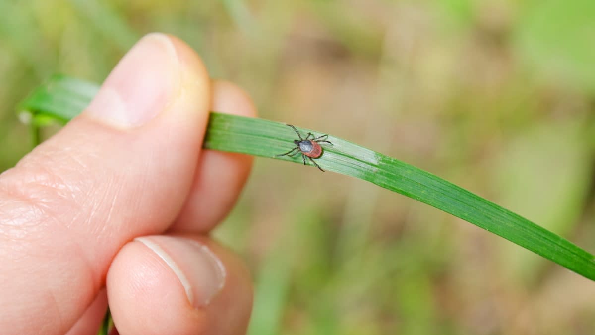 close up of tick on blade of grass being held by person