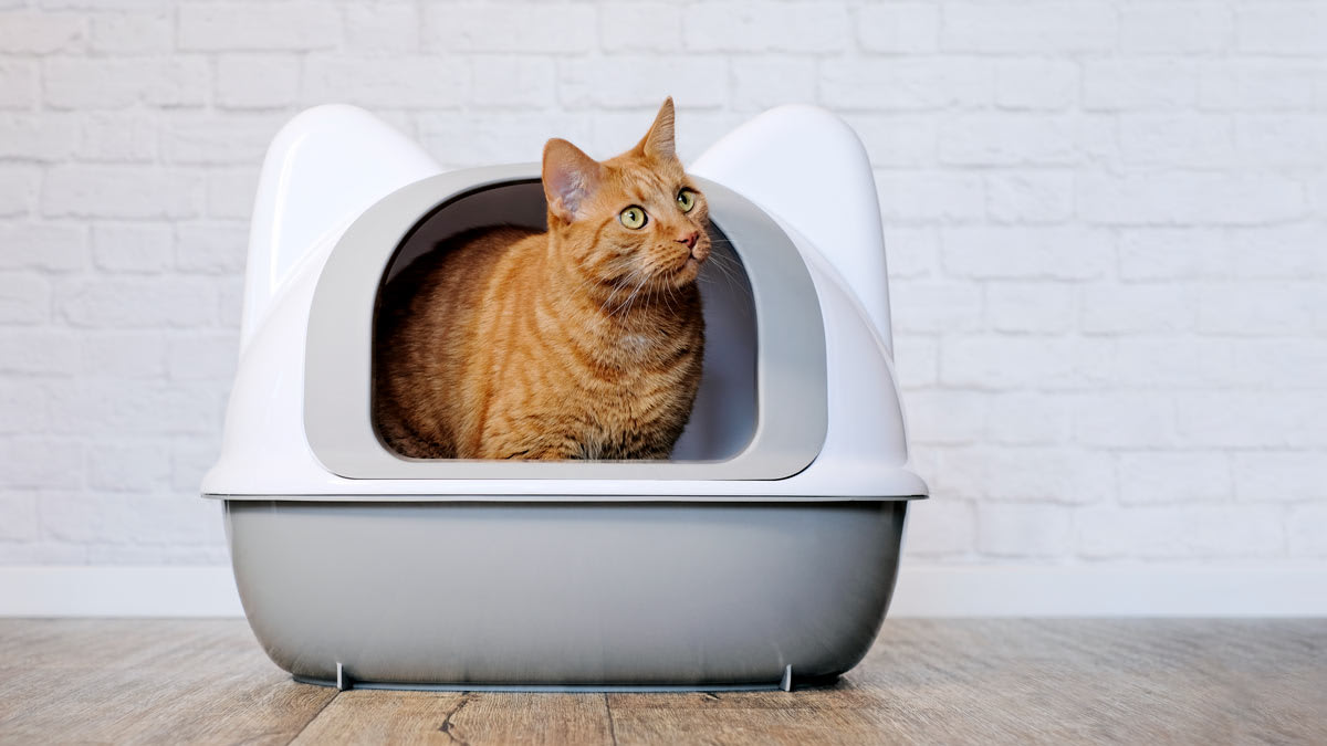 Should You Be Using Cat Litter Made of Tofu? Consumer Reports