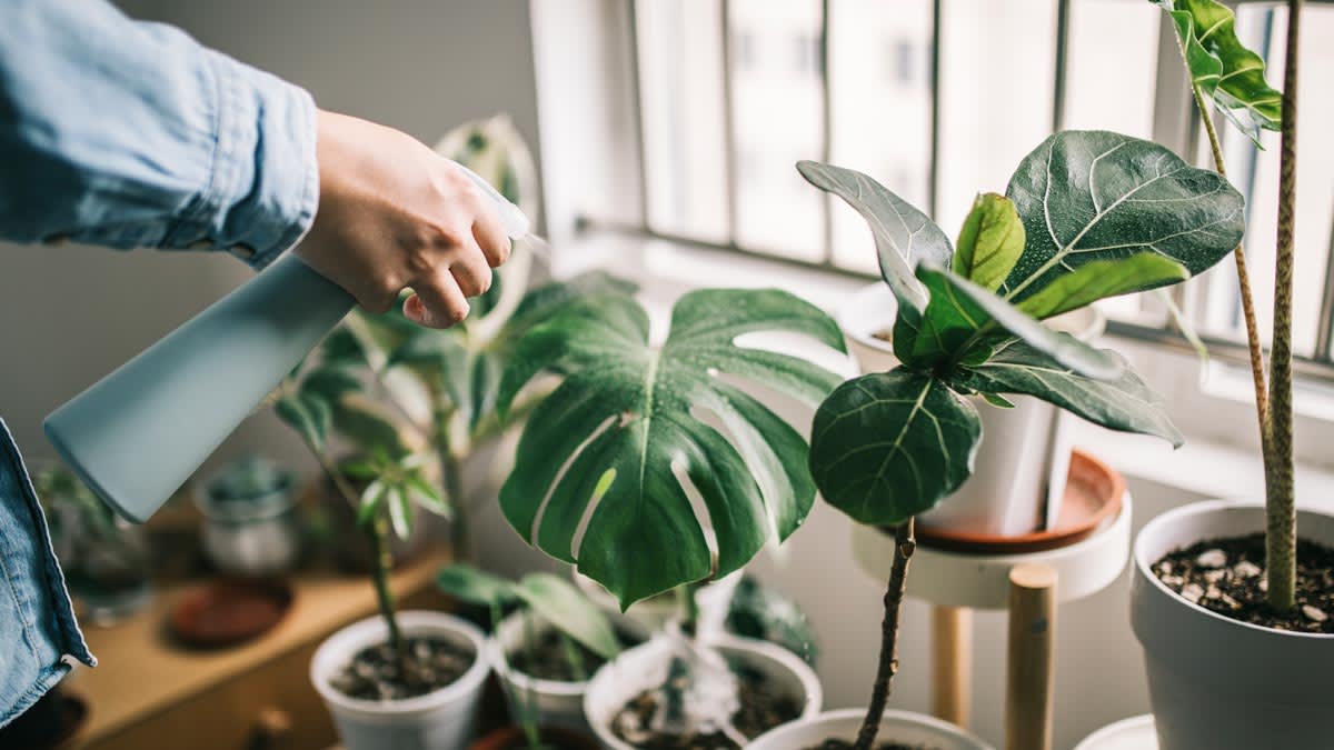 A person cleaning their house plants using a spray bottle