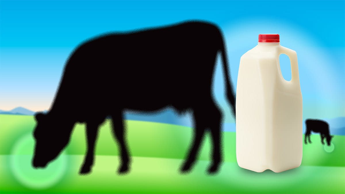Two cows grazing on the field with 1/2 gallon of milk.