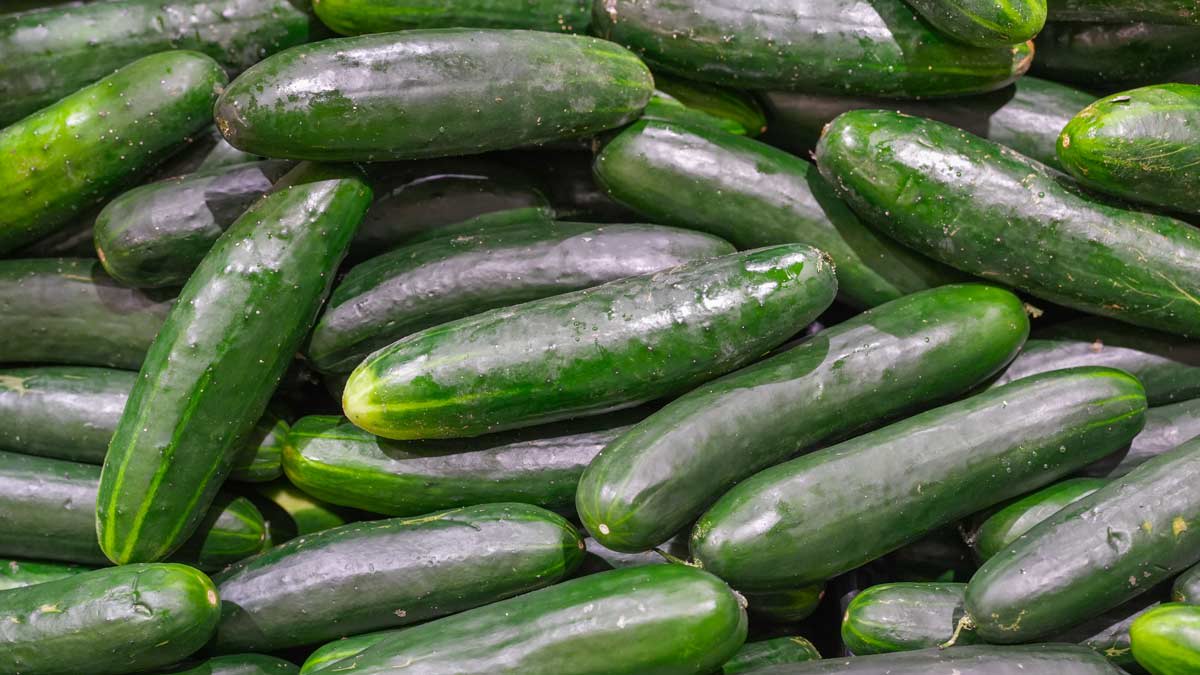 Florida Cucumbers Recalled Due to Salmonella Contamination Consumer