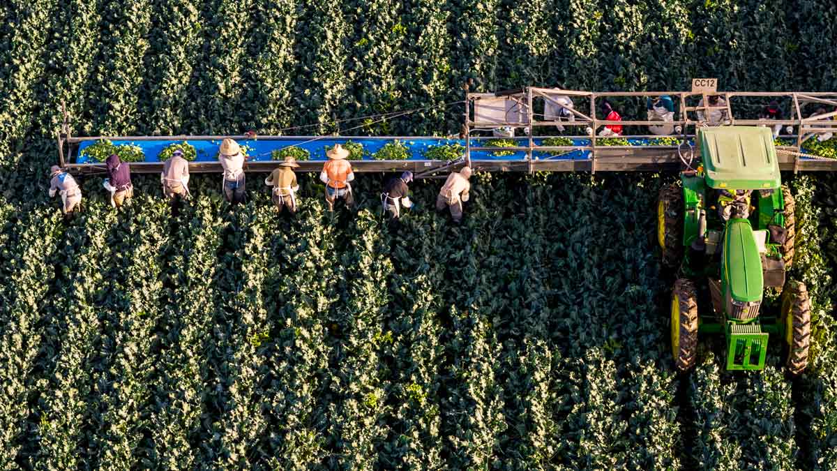 US farm workers harvesting broccoli