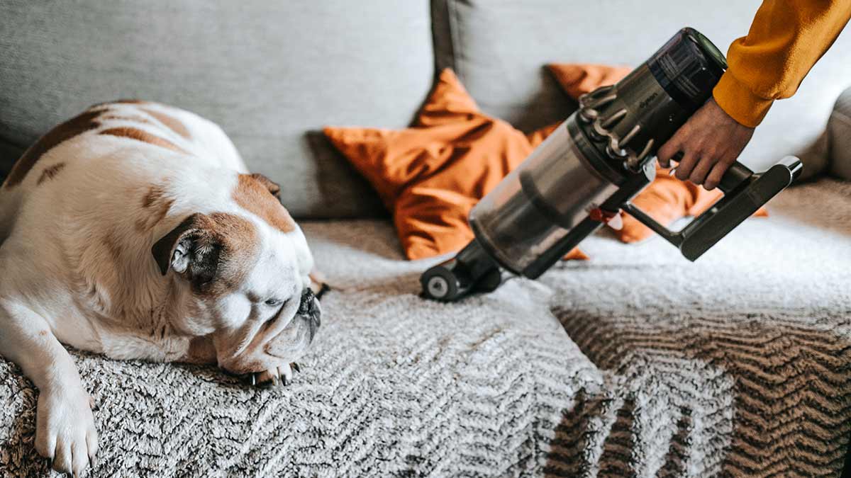 A couch being vacuumed by someone with a hand vac while a bulldog naps nearby.