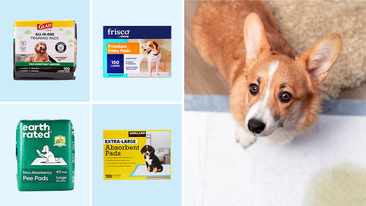 Glad, Frisco, Earth Rated, Kirklands puppy pads, corgi puppy standing on a puppy pad
