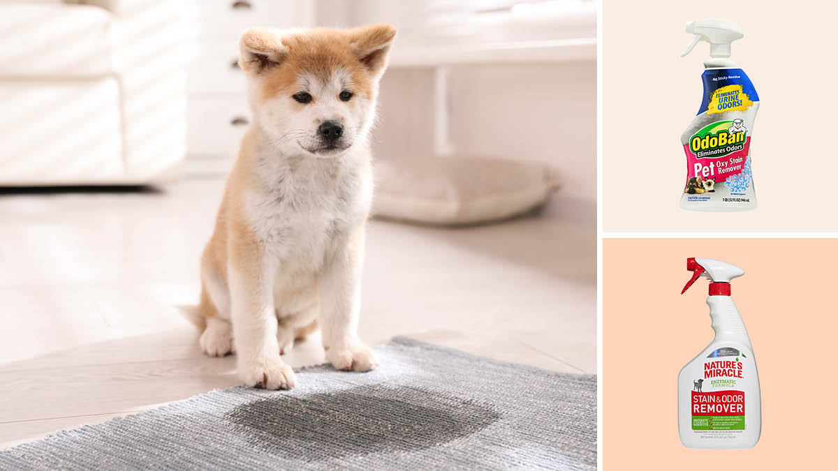 Dog with stain on carpet, Odo Ban and Nature's Miracle stain and odor removers