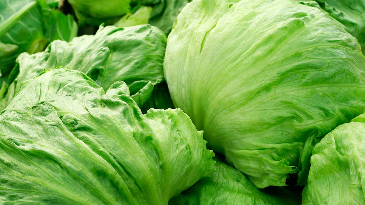 Heads of iceberg lettuce.