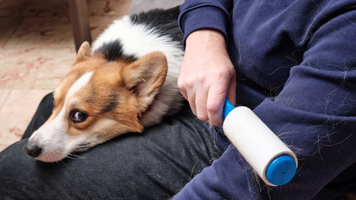Don't Let Pet Hair Ruin Your Washer