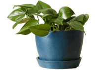 Bloomscape Heartleaf Philodendron