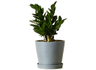 Bloomscape ZZ Plant
