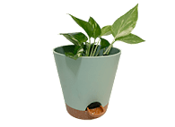 Gardife Self-Watering Planters