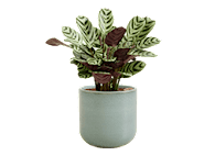 Easy Plant Marxii Calathea
