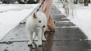 How to Use Ice Melt Without Damaging Outdoor Surfaces, Plantings, and Your Pet's Paws