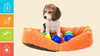 Best Amazon Prime Day Pet Deals for Your Dog, Cat, and More