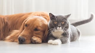 Best Deals on Pet Products