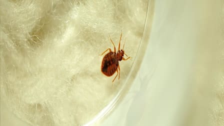 bed bug on white fabric