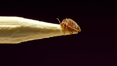 How to Identify a Bed Bug
