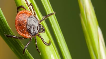 Quiz: Do You Really Know How to Protect Yourself Against Ticks?