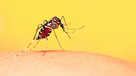 Your Guide to Mosquito and Tick Diseases