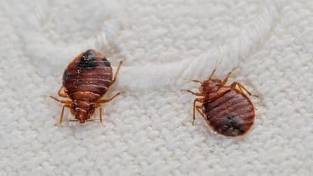 7 Myths About Bed Bugs Debunked