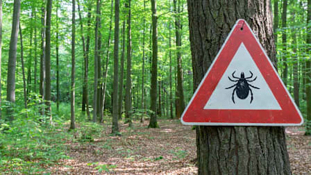 Will That Tick Make You Sick? A Visual Guide.