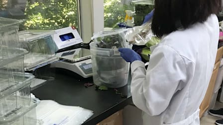 Leafy Greens With Listeria Sold at Major Supermarkets