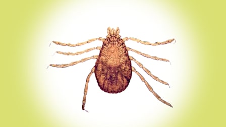 Brown dog tick