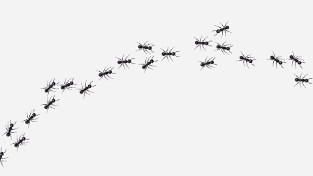 trail of black ants on white background