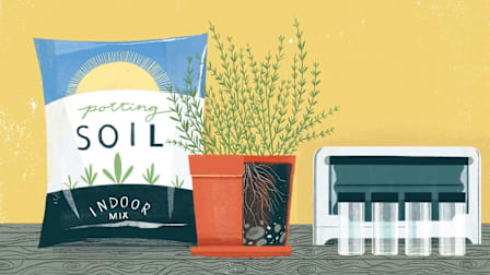 Bag of soil, spices in pot and grow you own garden