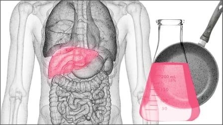 Photo illustration of a liver highlighted pink collaged with a chemistry beaker and a Teflon pan