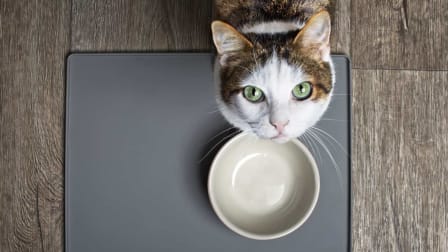 overhead view of cat looking up towards camera with empty food bowl in front of them